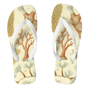 Wetenschap leerboek Biologie, koraaldieren Teenslippers