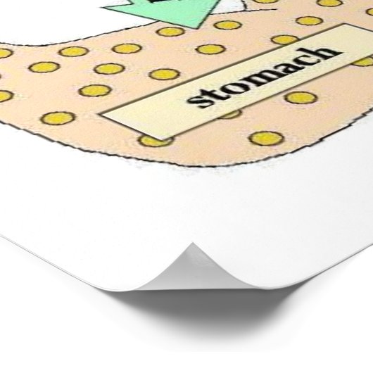 Wetenschap, menselijk lichaam, gisting poster (Hoek)