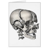 Wetenschap Menselijke Anatomie, Antiek schedel (Voorkant)