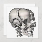 Wetenschap Menselijke Anatomie, Antiek schedel (Voorkant / Achterkant)