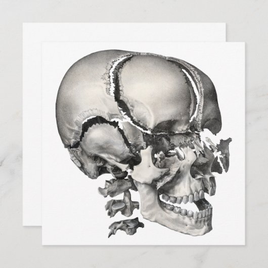  Wetenschap Menselijke Anatomie, Antiek schedel (Voorkant / Achterkant)