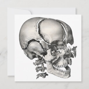  Wetenschap Menselijke Anatomie, Antiek schedel