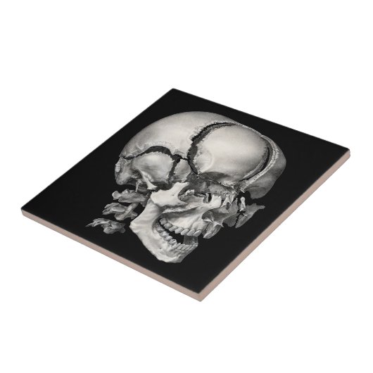 Wetenschap Menselijke Anatomie, Antiek schedel Tegeltje (Zijkant)