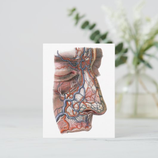 wetenschap menselijke anatomie, gezicht met neus briefkaart (Staand voorkant)
