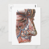  wetenschap menselijke anatomie, gezicht met neus briefkaart (Voorkant / Achterkant)