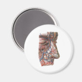 wetenschap menselijke anatomie, gezicht met neus magneet (Voorkant / Achterkant)