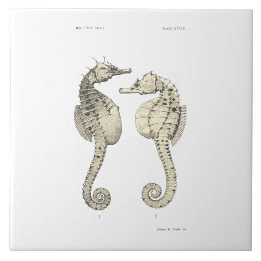 wetenschap NZ Fish - Big Belly Zee Horses Tegeltje (Voorkant)