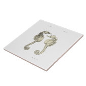 wetenschap NZ Fish - Big Belly Zee Horses Tegeltje (Zijkant)