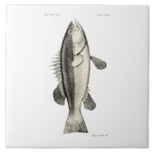  wetenschap NZ Fish - Hapuku Tegeltje (Voorkant)