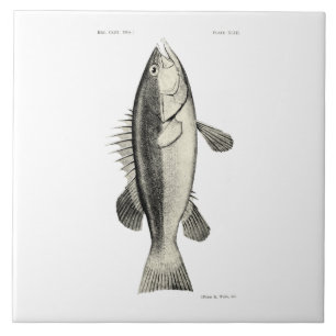 wetenschap NZ Fish - Hapuku Tegeltje