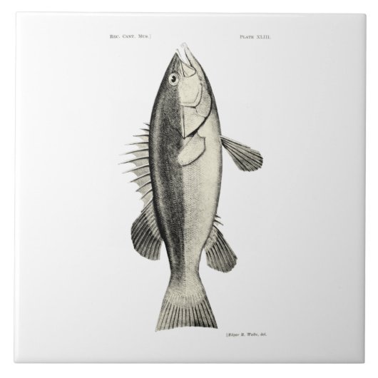  wetenschap NZ Fish - Hapuku Tegeltje (Voorkant)