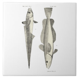  wetenschap NZ Fish - Hoki Tegeltje