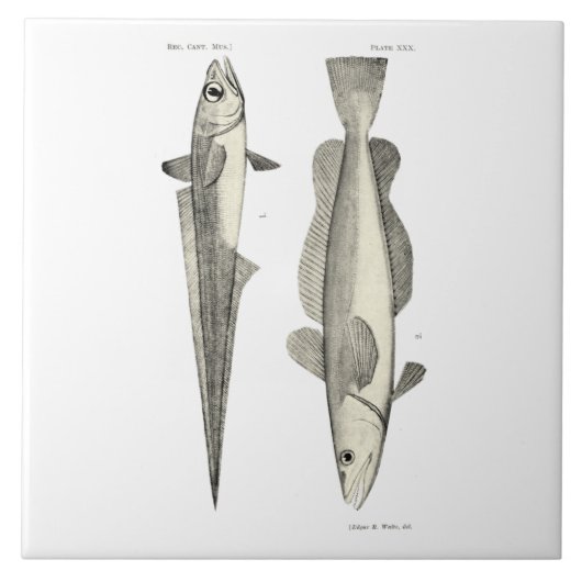  wetenschap NZ Fish - Hoki Tegeltje (Voorkant)