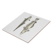  wetenschap NZ Fish - Hoki Tegeltje (Zijkant)