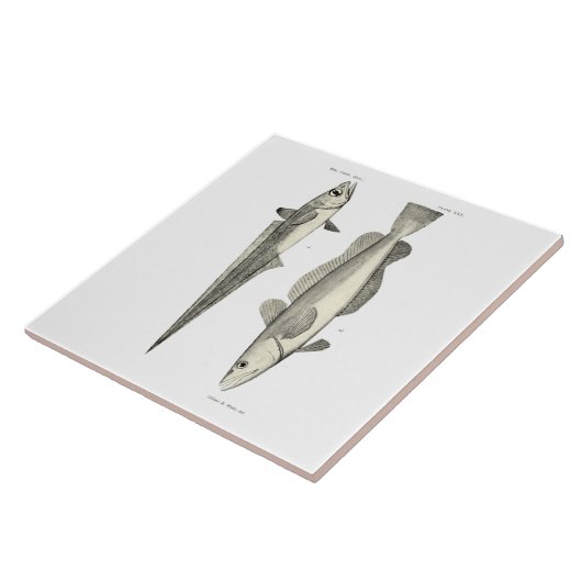 wetenschap NZ Fish - Hoki Tegeltje (Zijkant)