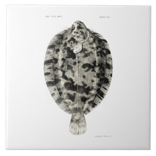 wetenschap NZ Fish - Lemon Sole Tegeltje