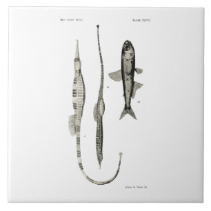 wetenschap NZ Fish - Pipet en lantaarnvis Tegeltje