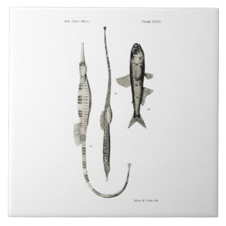  wetenschap NZ Fish - Pipet en lantaarnvis Tegeltje