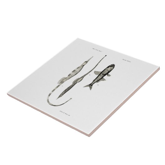  wetenschap NZ Fish - Pipet en lantaarnvis Tegeltje (Zijkant)