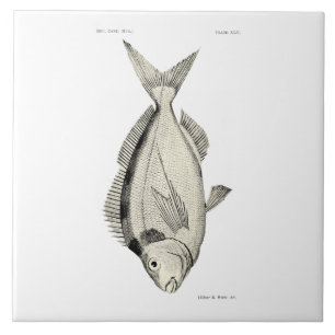 wetenschap NZ Fish Tarakihi Tegeltje