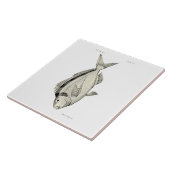 wetenschap NZ Fish Tarakihi Tegeltje (Zijkant)