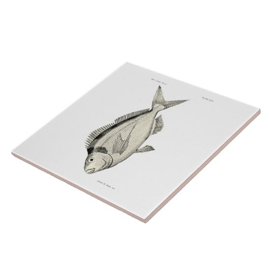  wetenschap NZ Fish Tarakihi Tegeltje (Zijkant)