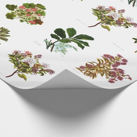  Wetenschap NZ Flowers Cadeaupapier (Hoek)