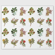  Wetenschap NZ Flowers