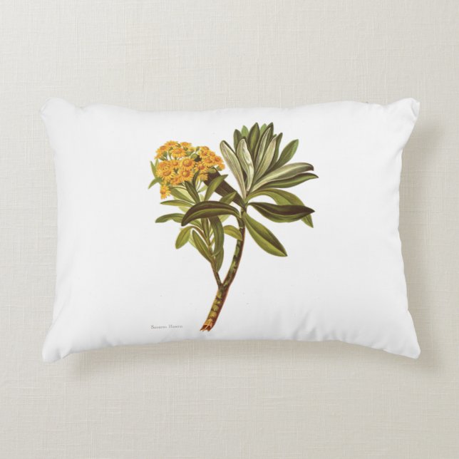  Wetenschap NZ Flowers - Senecio huntii Accent Kussen (Voorkant)