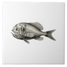  Wetenschap NZ Vis - Oranje Ruwheid