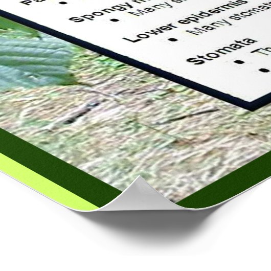 Wetenschap, Planten, delen van bladeren Poster (Hoek)