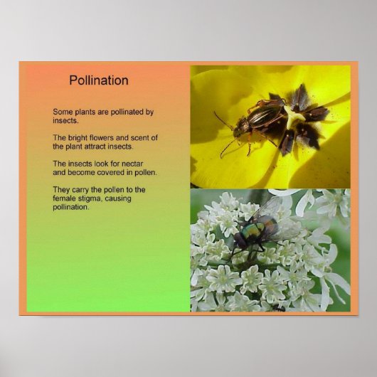 Wetenschap, Planten, reproductie, bestuiving Poster (Voorkant)