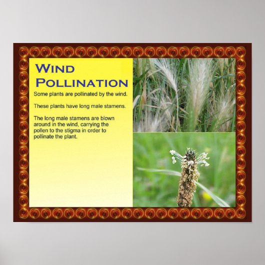 Wetenschap, Planten, Reproductie, Windbestuiving Poster (Voorkant)