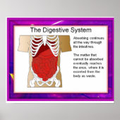 Wetenschap, spijsverteringsstelsel poster (Voorkant)