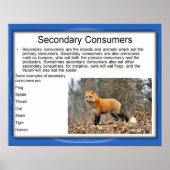 Wetenschap, voedselketen, secundaire consumenten poster (Voorkant)