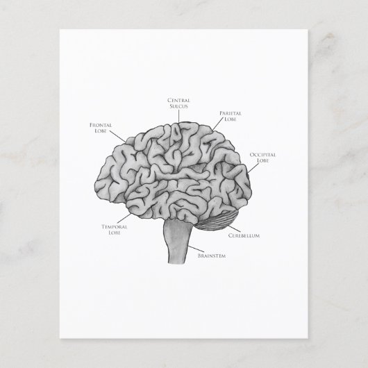 Wetenschappelijk brein flyer (Voorkant)