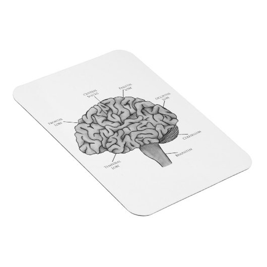 Wetenschappelijk brein magneet (Rechterzijde)