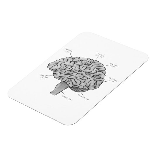 Wetenschappelijk brein magneet (Linkerzijde)