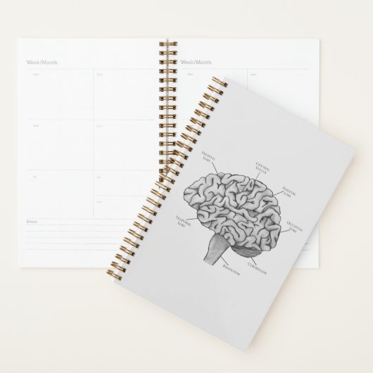 Wetenschappelijk brein planner (Display)
