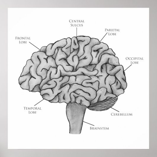 Wetenschappelijk brein poster (Voorkant)