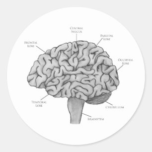 Wetenschappelijk brein ronde sticker