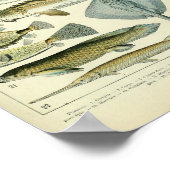 wetenschappelijk poster voor  zeedieren (Hoek)