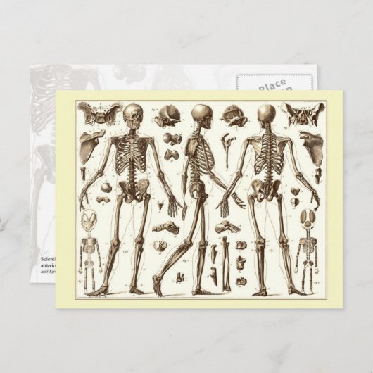 Wetenschappelijke afbeelding van het skelet van de briefkaart (Voorkant / Achterkant)