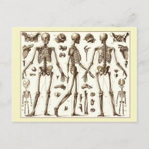 Wetenschappelijke afbeelding van het skelet van de briefkaart