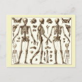 Wetenschappelijke afbeelding van het skelet van de briefkaart (Voorkant)