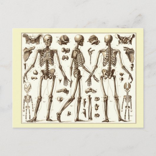 Wetenschappelijke afbeelding van het skelet van de briefkaart (Voorkant)