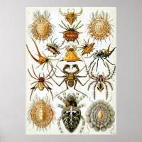 Wetenschappelijke illustratie Arachnid
