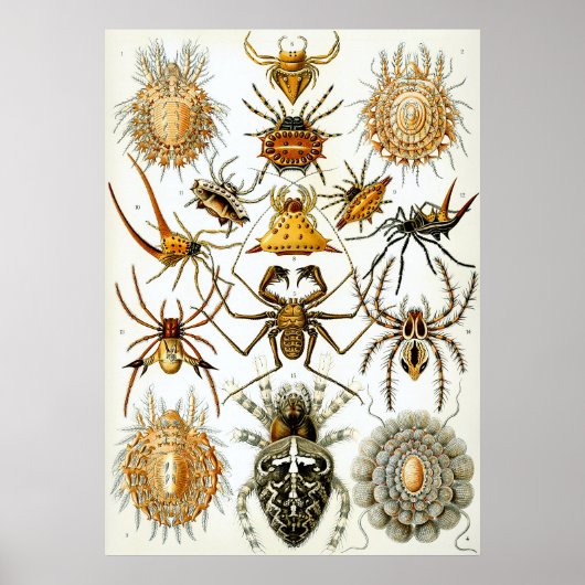 Wetenschappelijke illustratie Arachnid Poster (Voorkant)