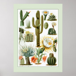  wetenschappelijke illustratie Cactus Poster