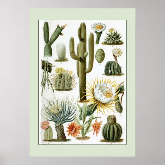  wetenschappelijke illustratie Cactus Poster (Voorkant)